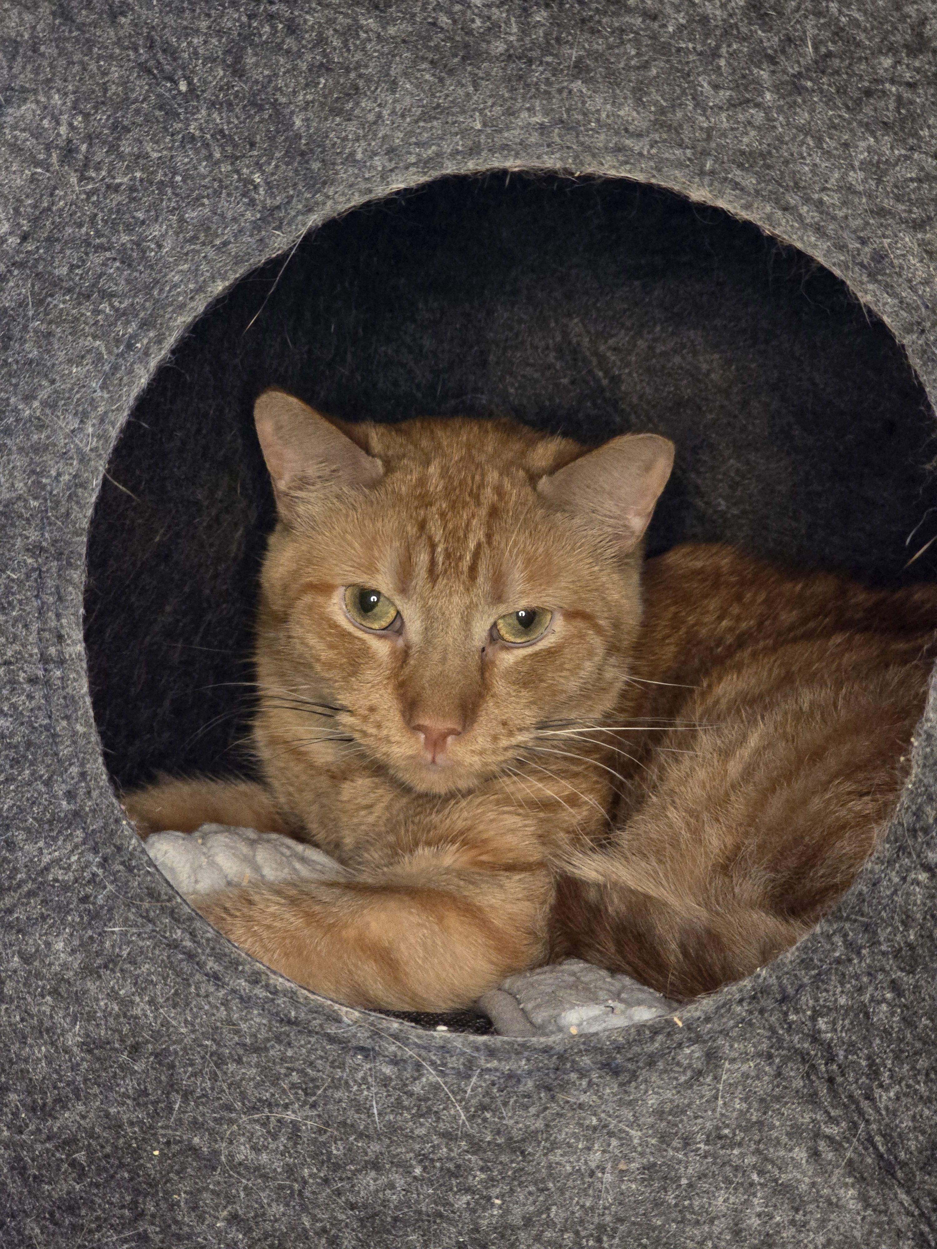 Corey, Adoptable, Adult Male Domestic Short Hair.