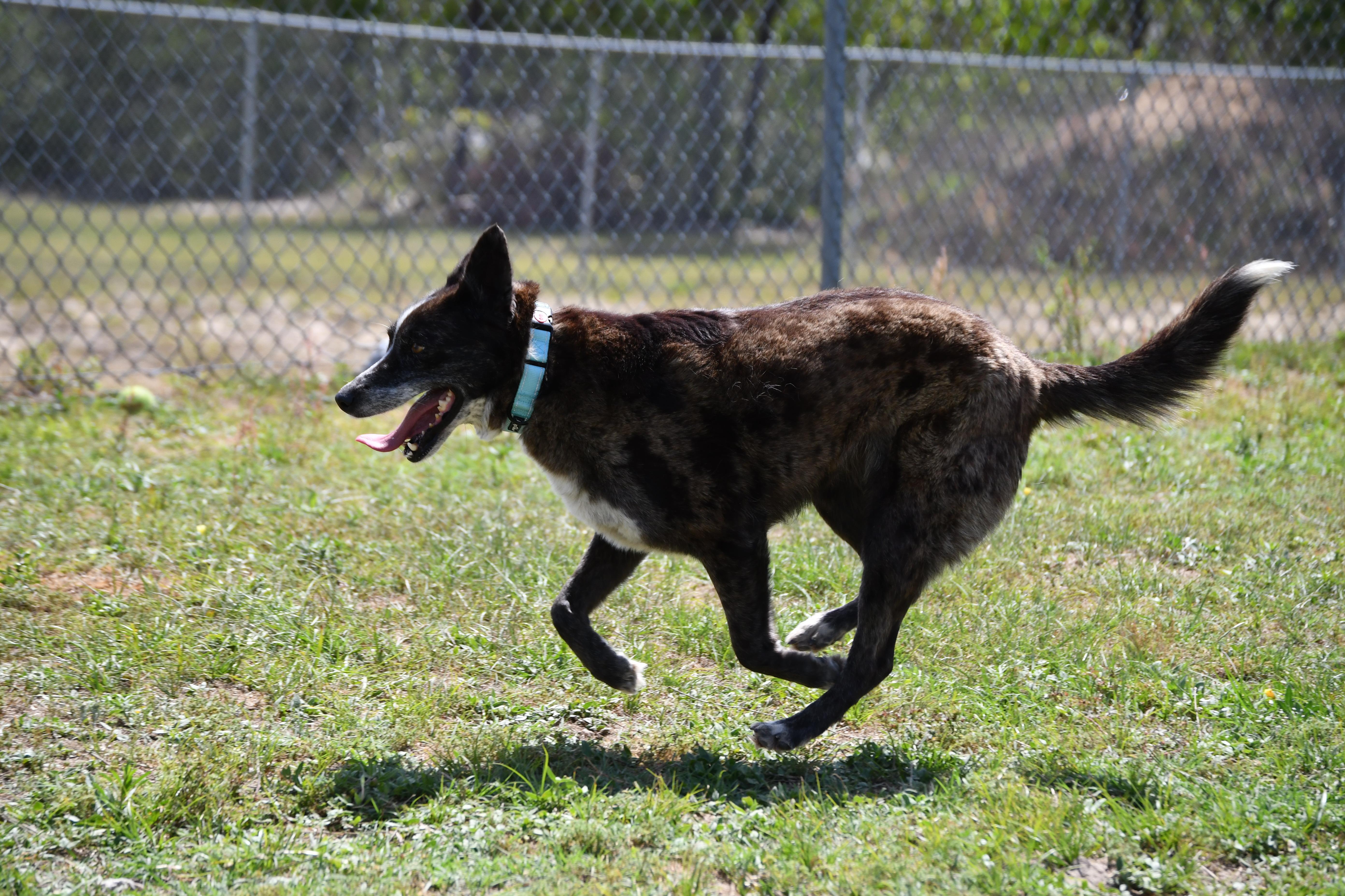 Enlarge Layla, a ADOPTABLE mixed breed in Defuniak Springs, FL image 3/3