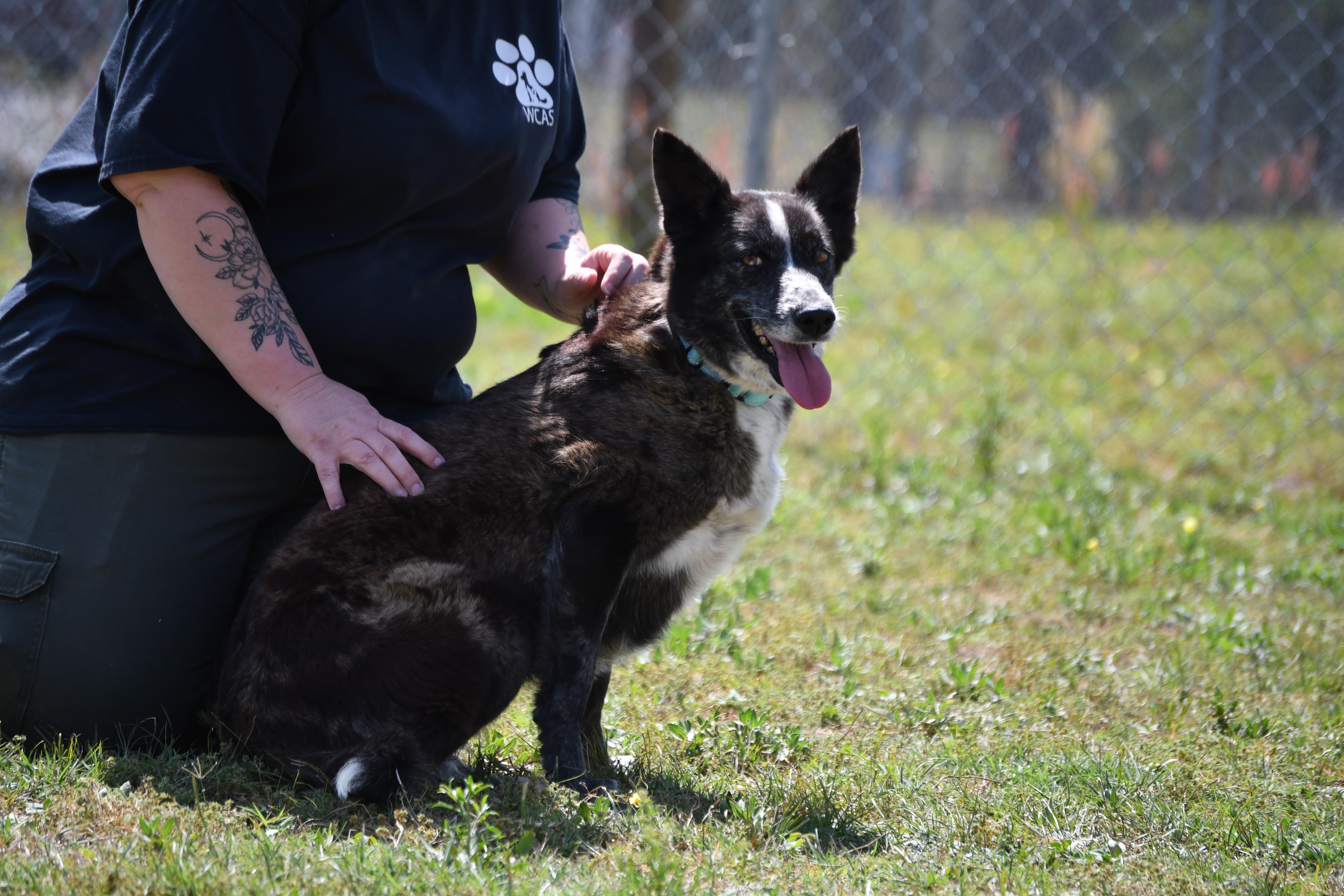 Enlarge Layla, a ADOPTABLE mixed breed in Defuniak Springs, FL image 1/3