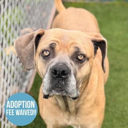 Ramonda, adoptable, Adult Female Cane Corso.