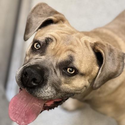 Ramonda, adoptable, Adult Female Cane Corso.