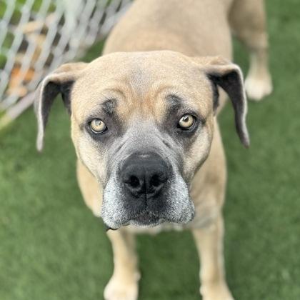 Enlarge Ramonda, an adoptable mixed breed in Sacramento, CA image 2/5