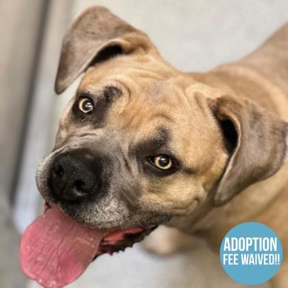 Ramonda, adoptable, Adult Female Cane Corso.