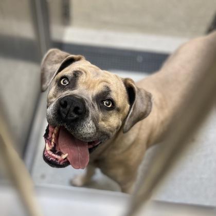 Ramonda, an adoptable mixed breed in Sacramento, CA image 3/3