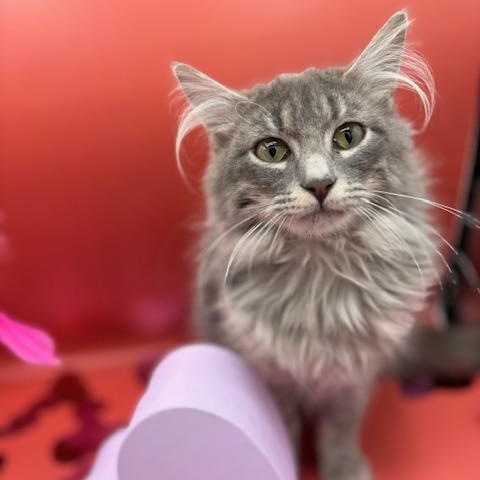 Enlarge Stanton, an adopted mixed breed in Springfield, MO image 3/3