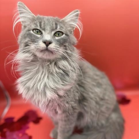 Stanton, adopted, Kitten Male Domestic Long Hair.