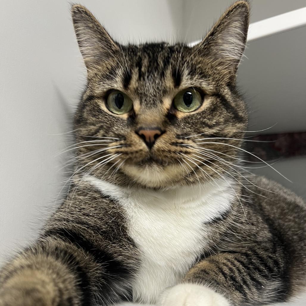 Halfpipe, a Adoptable Domestic Short Hair in Waynesville, NC image 3/6