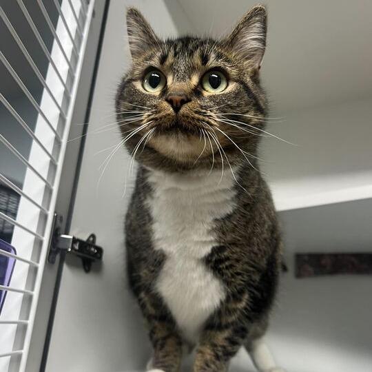 Halfpipe, a Adoptable Domestic Short Hair in Waynesville, NC image 4/6