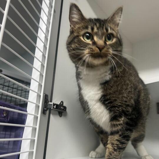 Halfpipe, a Adoptable Domestic Short Hair in Waynesville, NC image 5/6