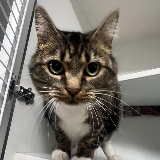 Halfpipe, a Adoptable Domestic Short Hair in Waynesville, NC image 6/6