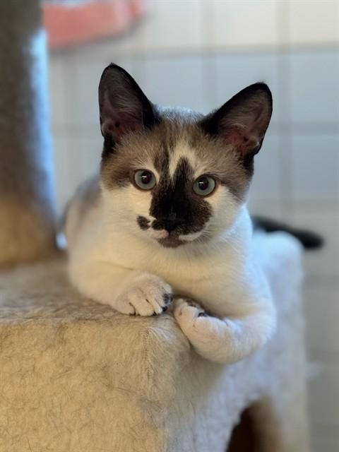 COSMO, Adoptable, Kitten Male Domestic Short Hair & Snowshoe.