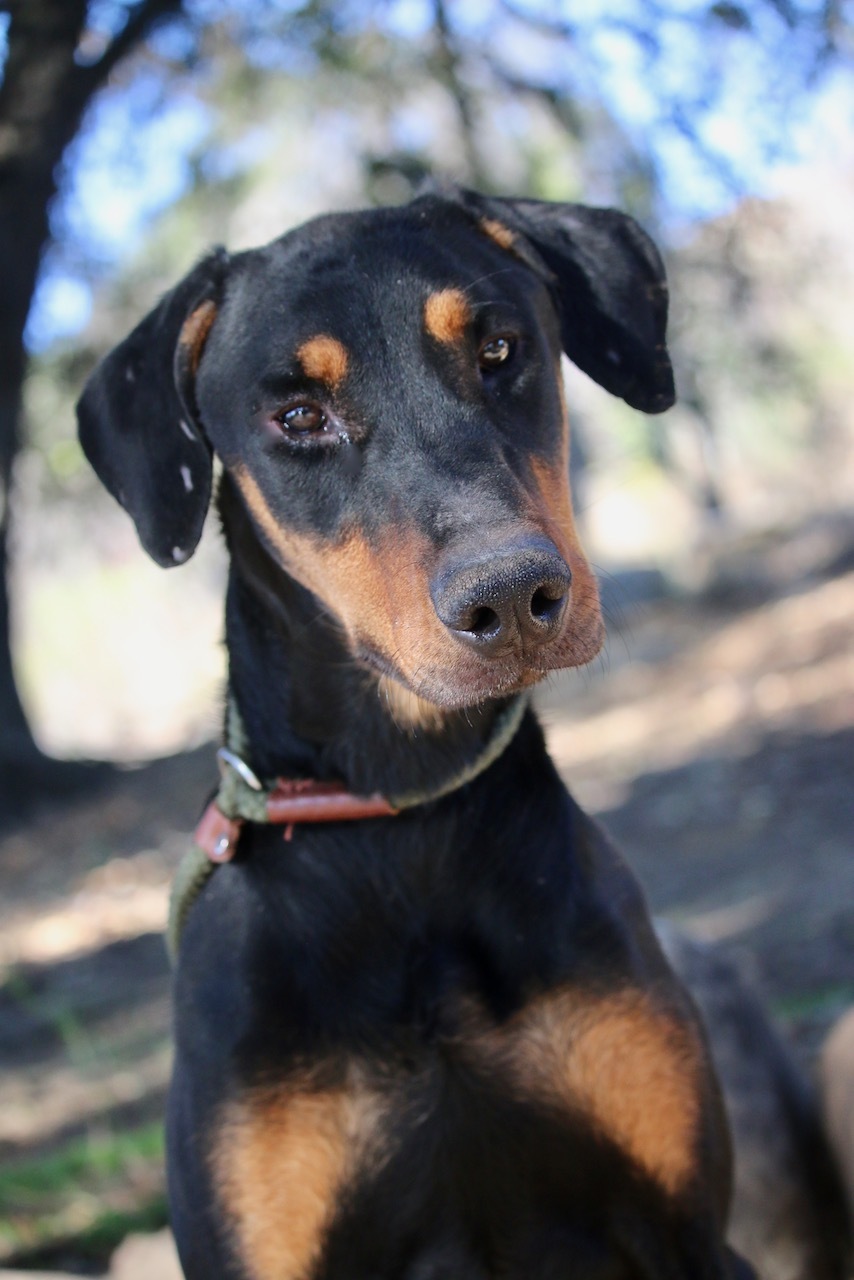Enlarge Roy, a Adoptable Doberman Pinscher in Fillmore, CA image 1/10