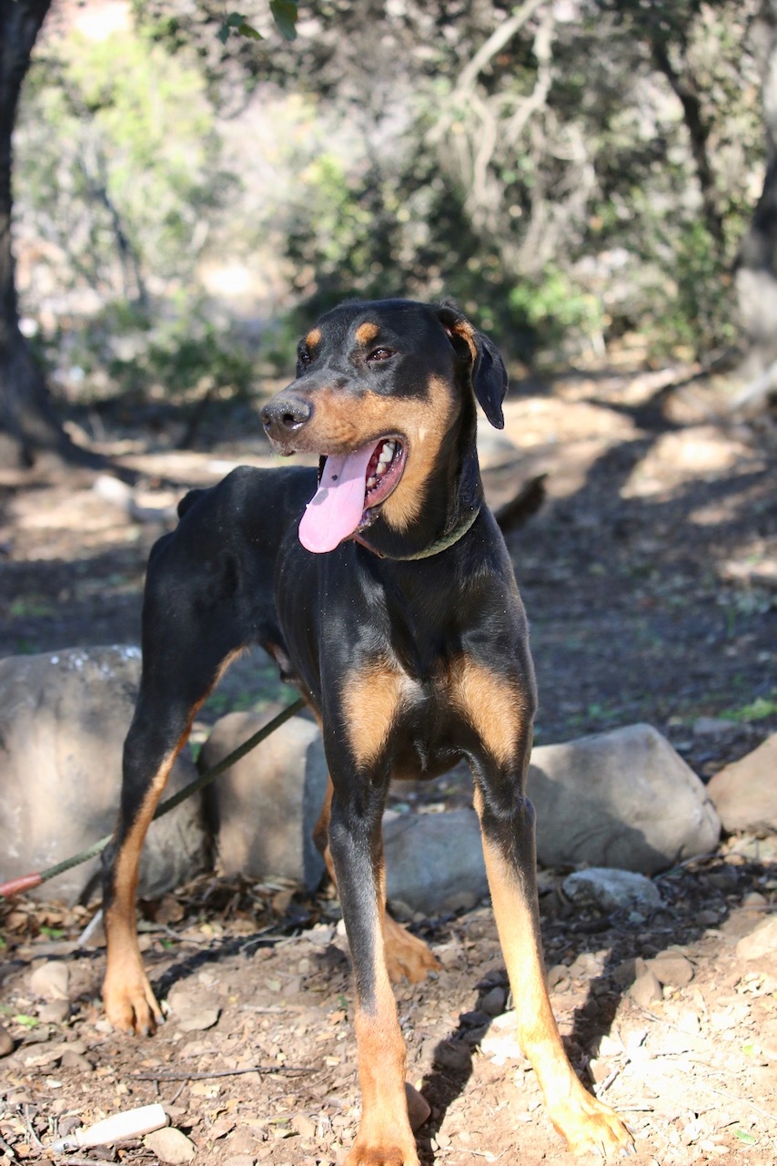 Enlarge Roy, a Adoptable Doberman Pinscher in Fillmore, CA image 2/10