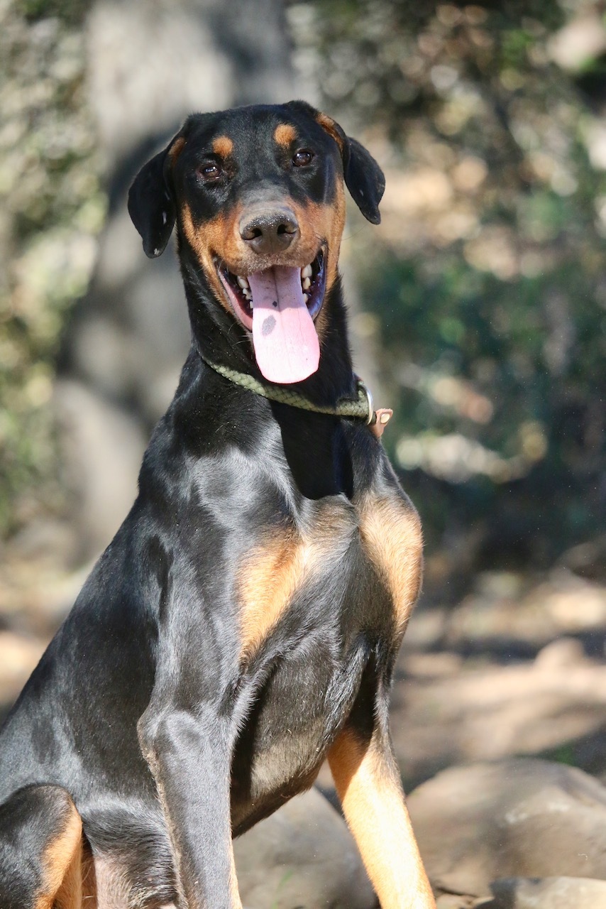 Enlarge Roy, a Adoptable Doberman Pinscher in Fillmore, CA image 3/10