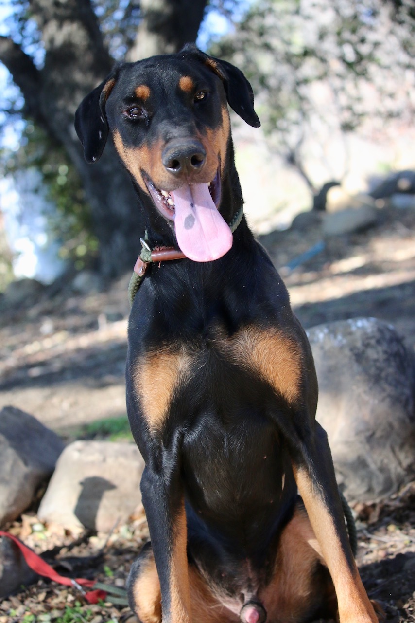 Enlarge Roy, a Adoptable Doberman Pinscher in Fillmore, CA image 4/10