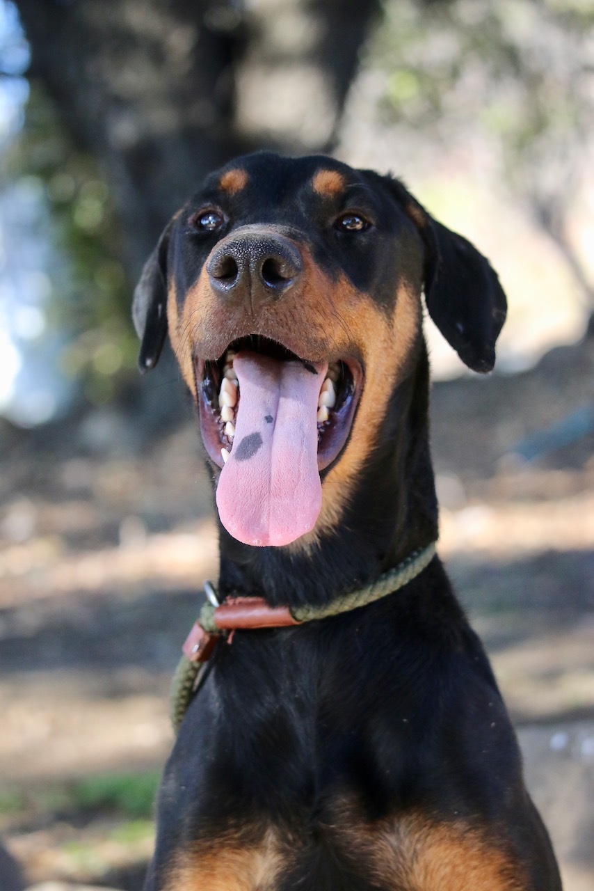 Enlarge Roy, a Adoptable Doberman Pinscher in Fillmore, CA image 5/10