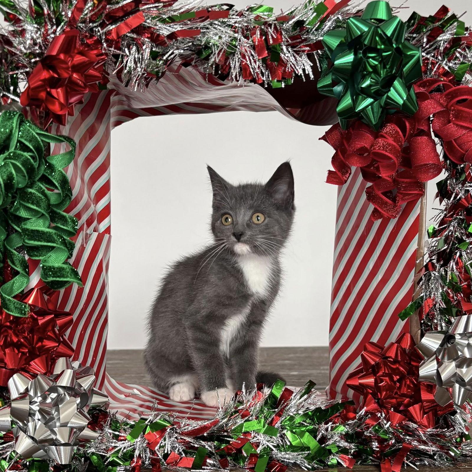 Enlarge Victoria, a Adopted Domestic Short Hair in Orleans, ON image 1/3