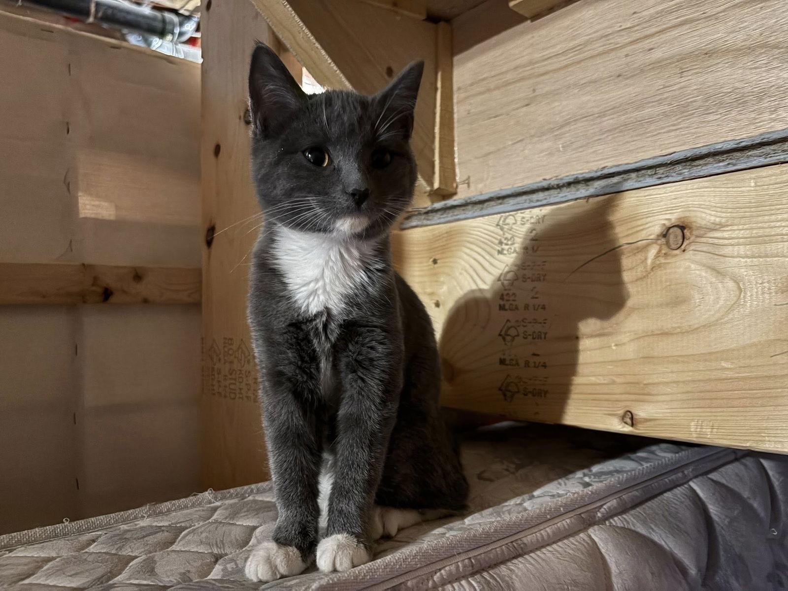 Enlarge Victoria, a Adopted Domestic Short Hair in Orleans, ON image 2/3