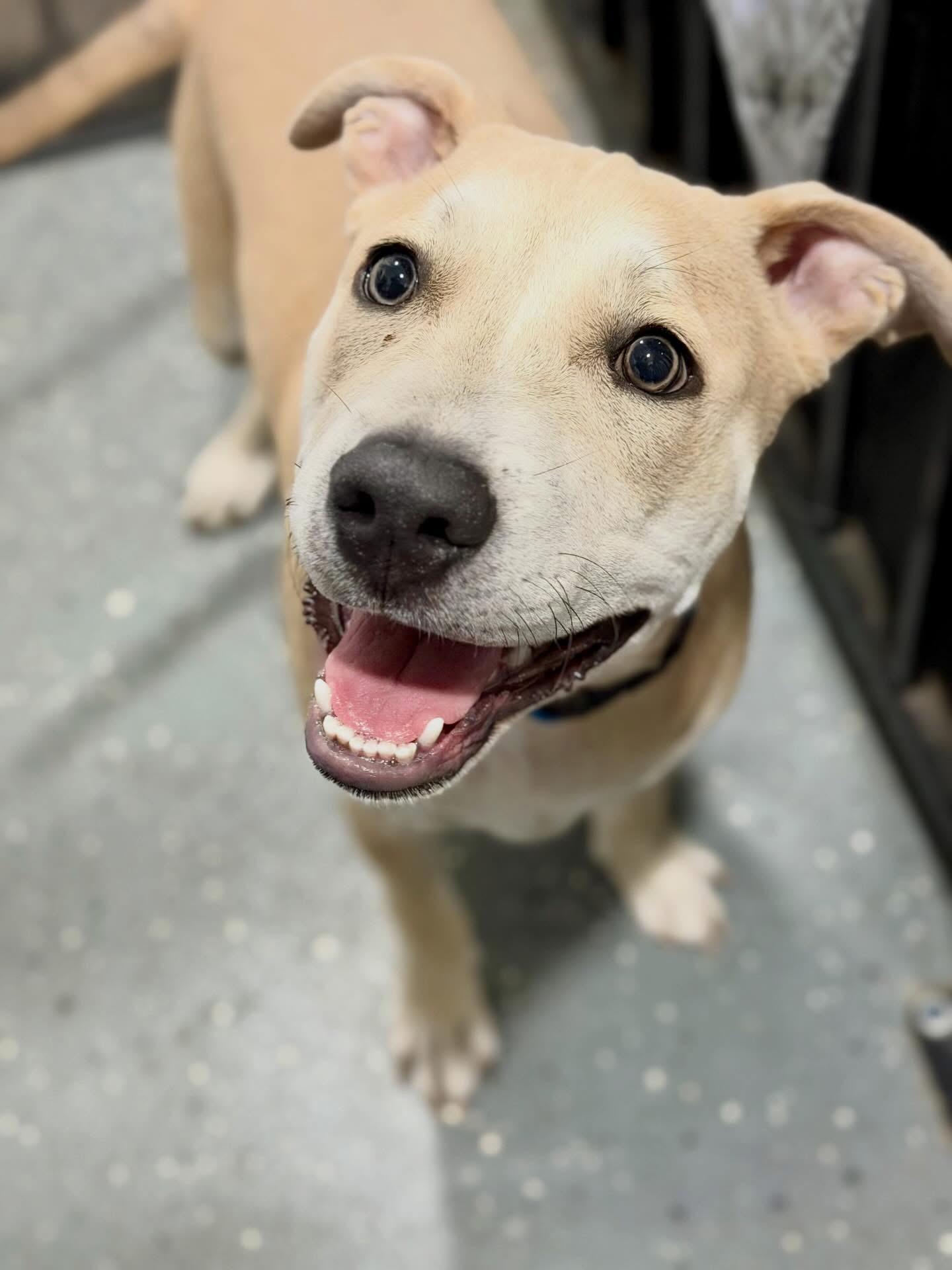 Enlarge Blue, a Adoptable mixed breed in Las Vegas, NV image 2/6