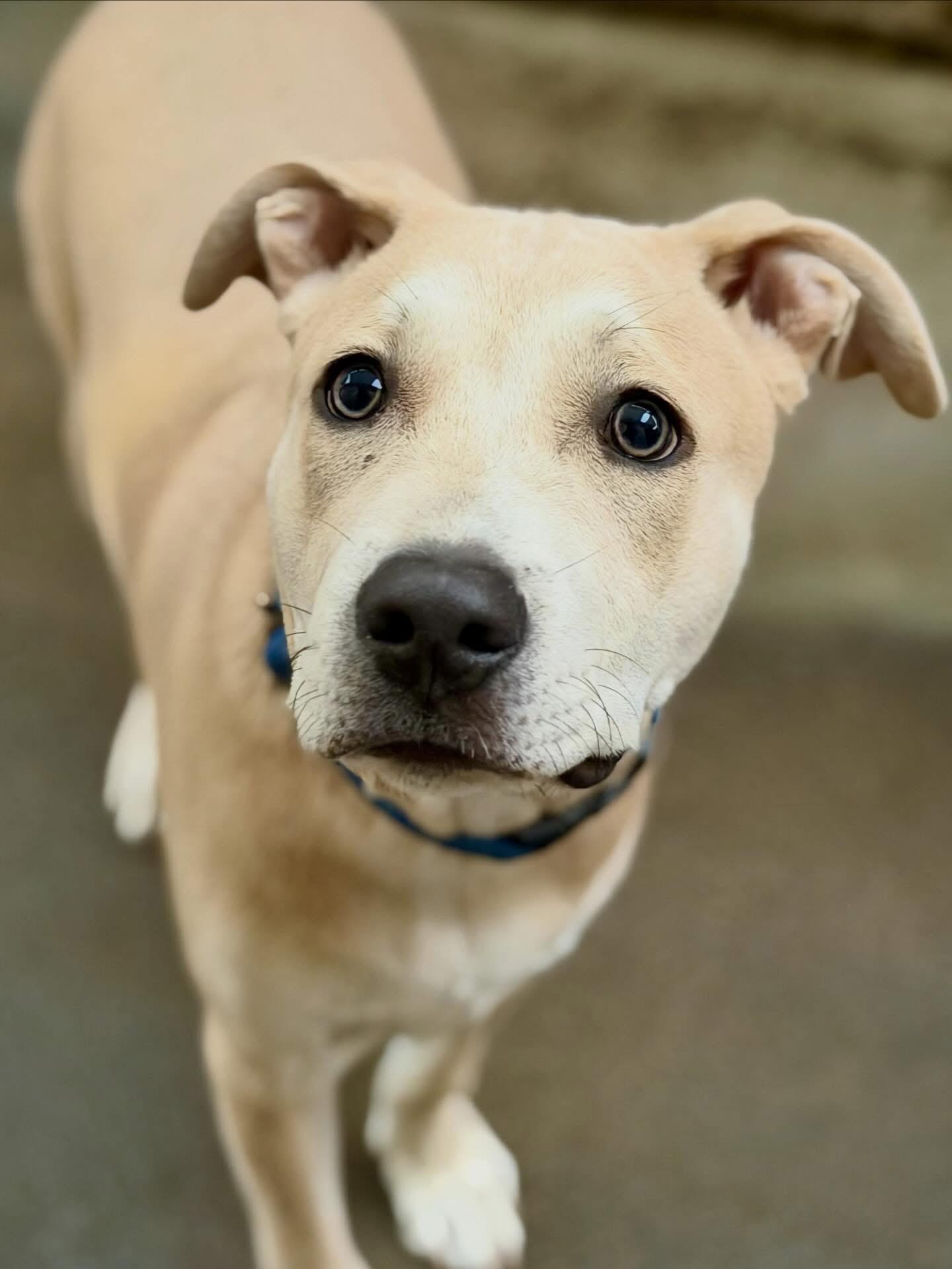 Enlarge Blue, a Adoptable mixed breed in Las Vegas, NV image 3/6