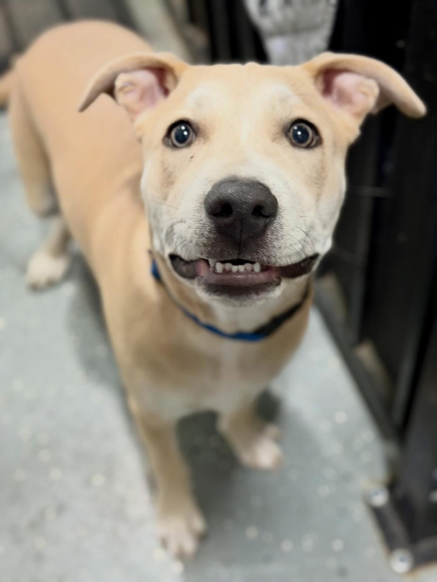 Enlarge Blue, a Adoptable mixed breed in Las Vegas, NV image 4/6