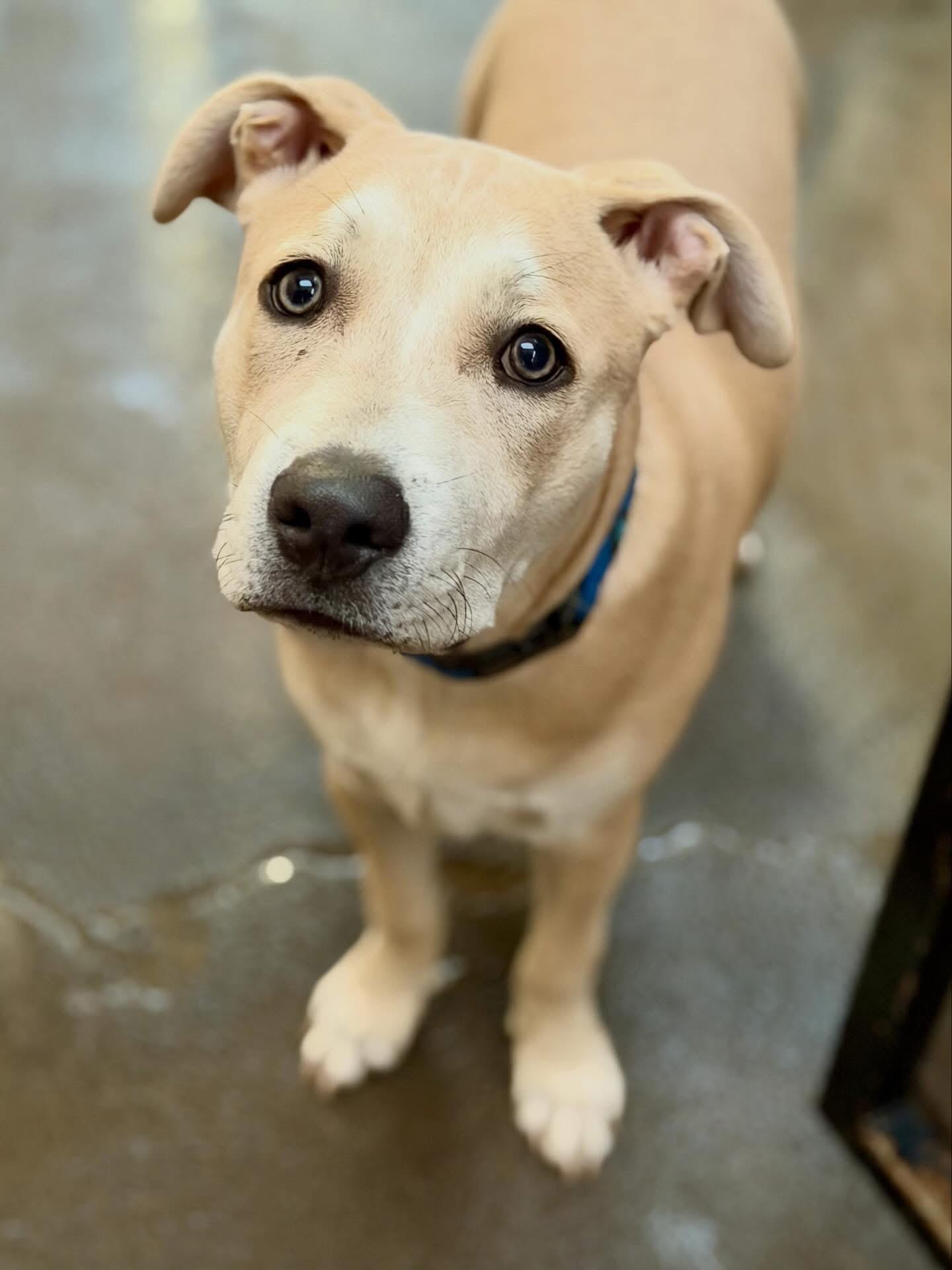 Enlarge Blue, a Adoptable mixed breed in Las Vegas, NV image 5/6