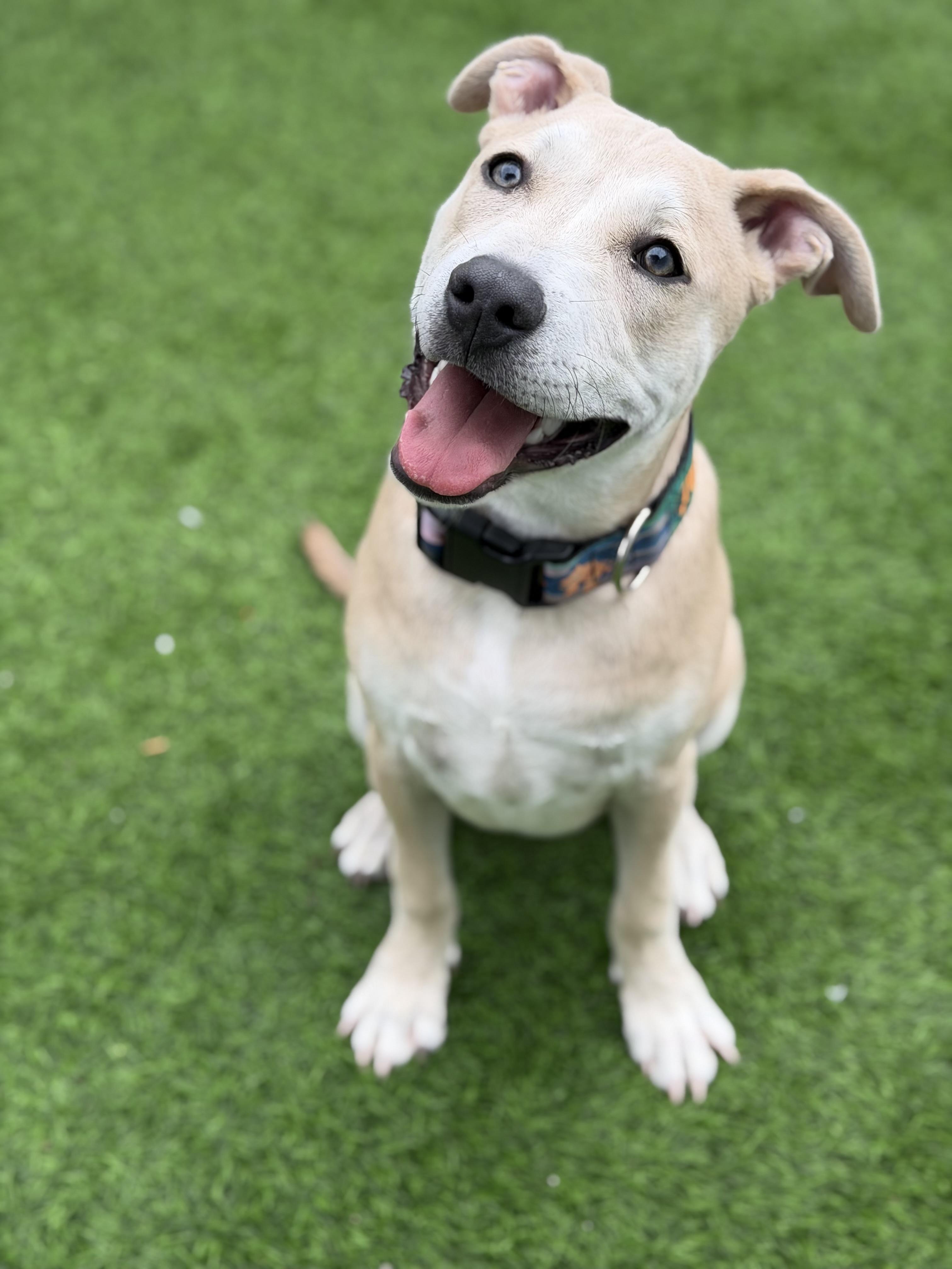 Blue, Adoptable, Puppy Male Pit Bull Terrier & Labrador Retriever.