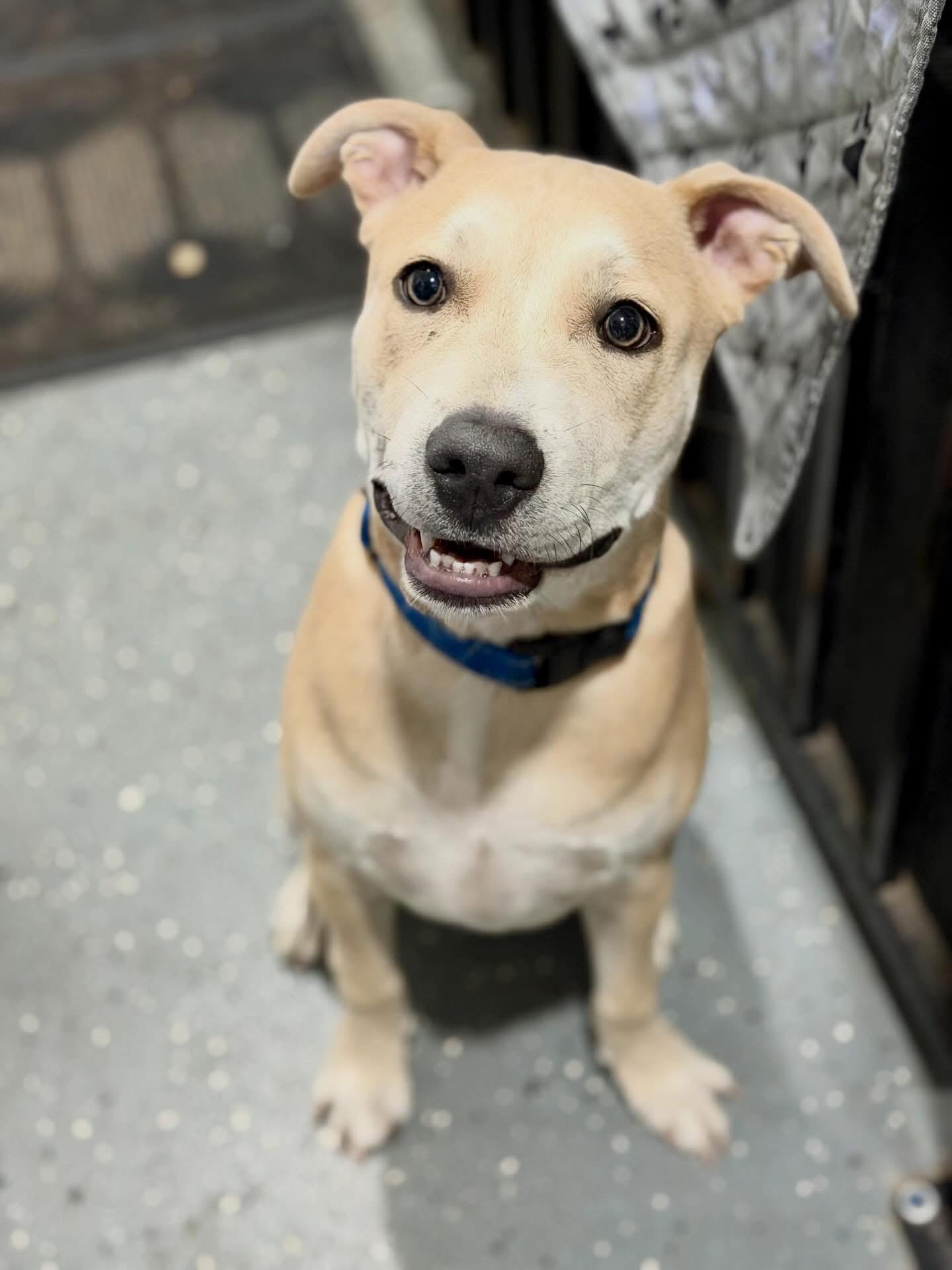 Enlarge Blue, a Adoptable mixed breed in Las Vegas, NV image 6/6