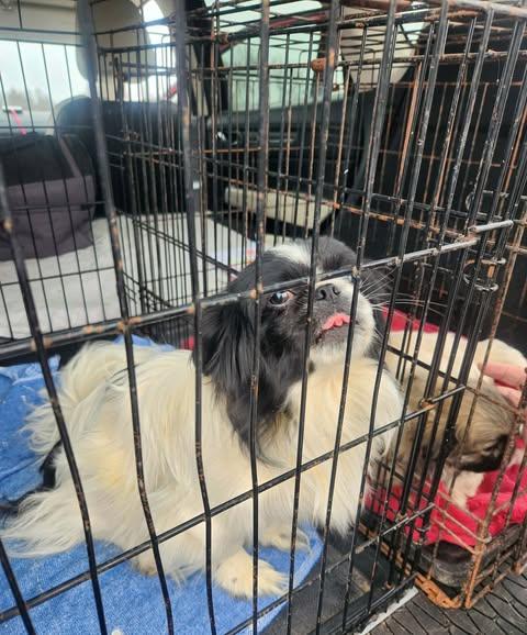 Mindy JC in MS, Adoptable, Puppy Female Pekingese.