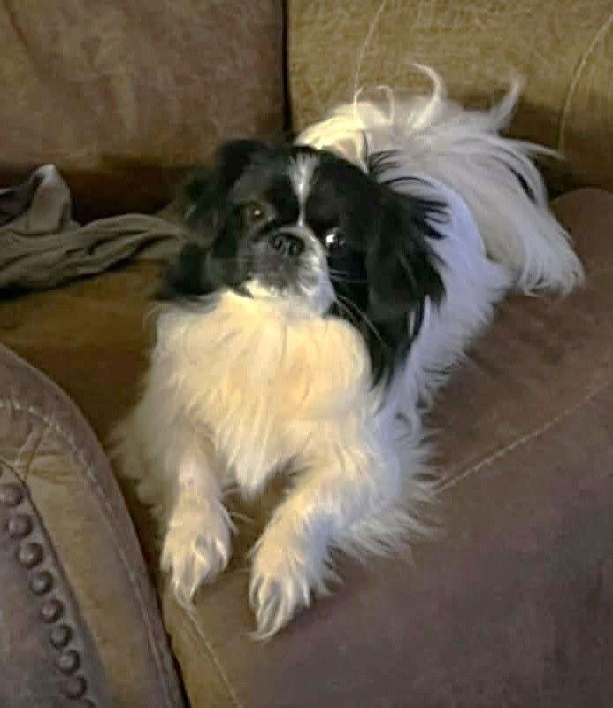 Enlarge Mindy JC in MS, a Adoptable Pekingese in Warwick, RI image 3/3