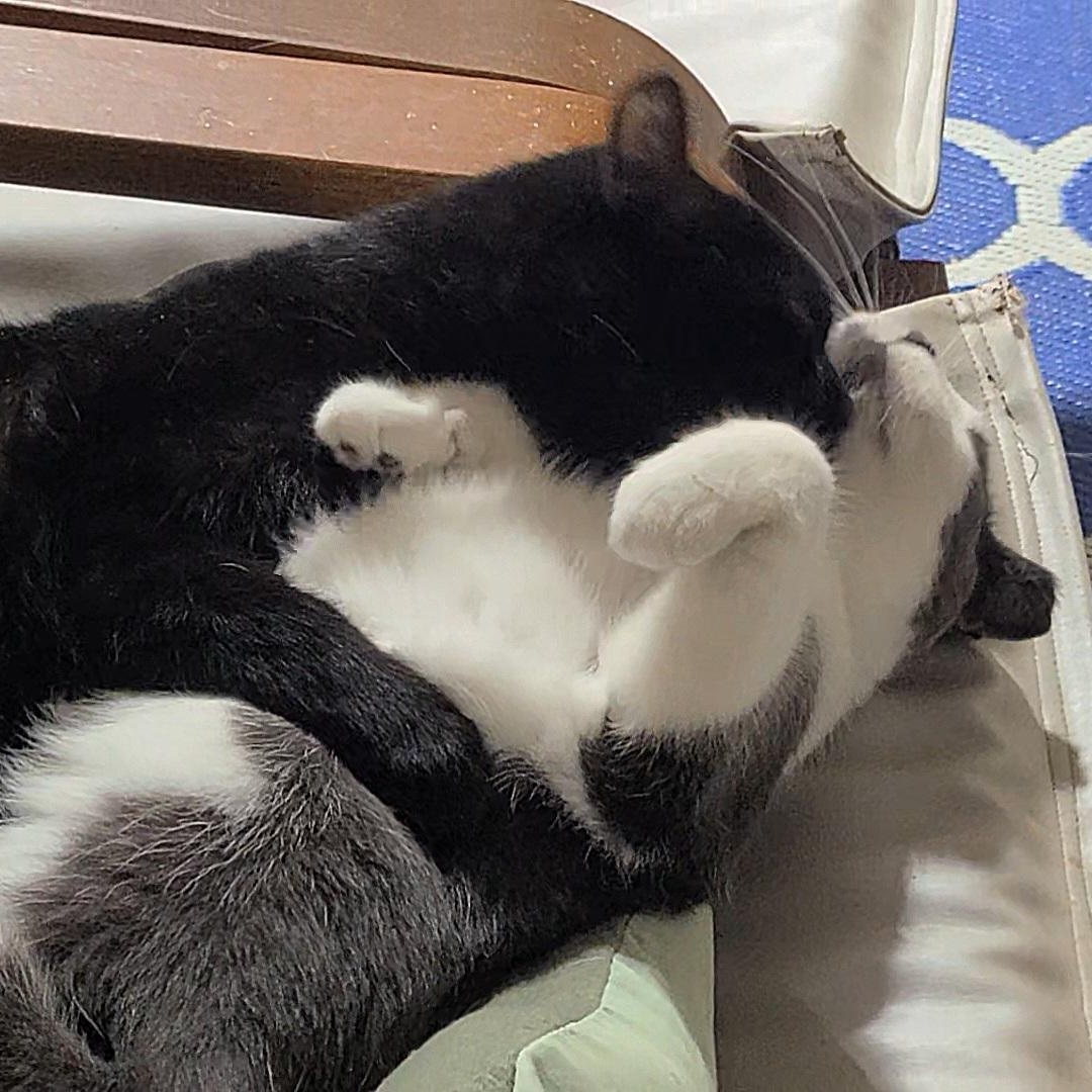 Enlarge CASSIOPEIA >>The Forever Kitten Face With A Big Voice<<, a ADOPTABLE Domestic Short Hair in Barron, WI image 4/4