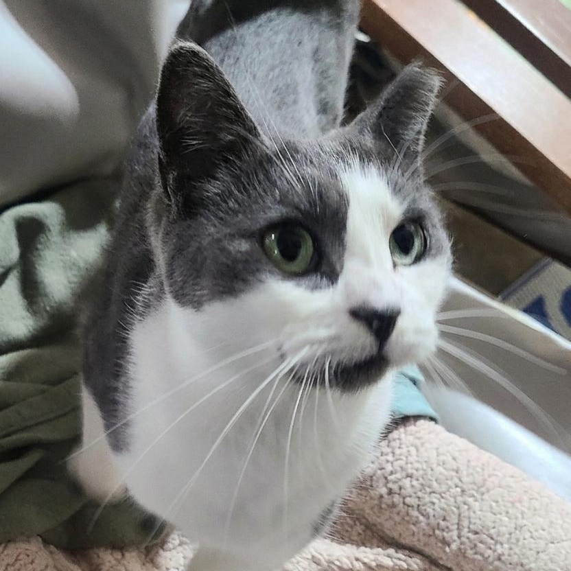 Enlarge CASSIOPEIA >>The Forever Kitten Face With A Big Voice<<, a ADOPTABLE Domestic Short Hair in Barron, WI image 2/4