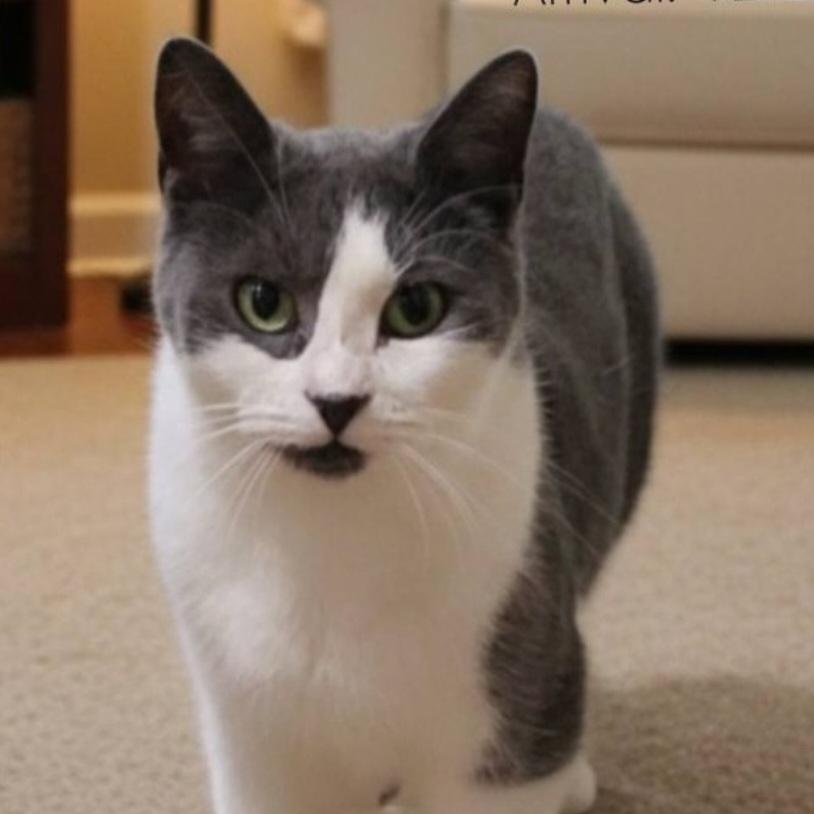 Enlarge CASSIOPEIA >>The Forever Kitten Face With A Big Voice<<, a ADOPTABLE Domestic Short Hair in Barron, WI image 1/1
