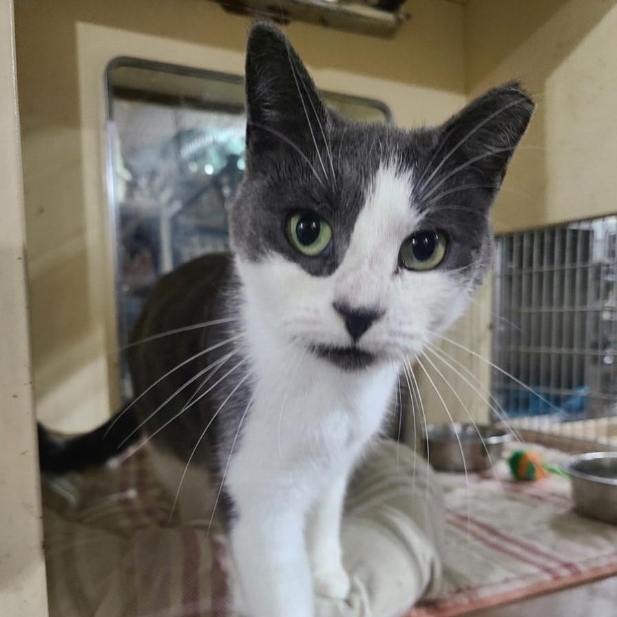 Enlarge CASSIOPEIA >>The Forever Kitten Face With A Big Voice<<, a ADOPTABLE Domestic Short Hair in Barron, WI image 3/4