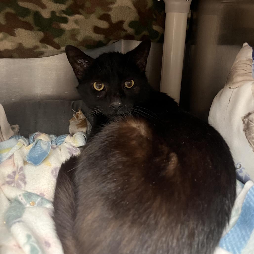 Physics, a Adoptable Domestic Short Hair in Mentor, OH image 1/2