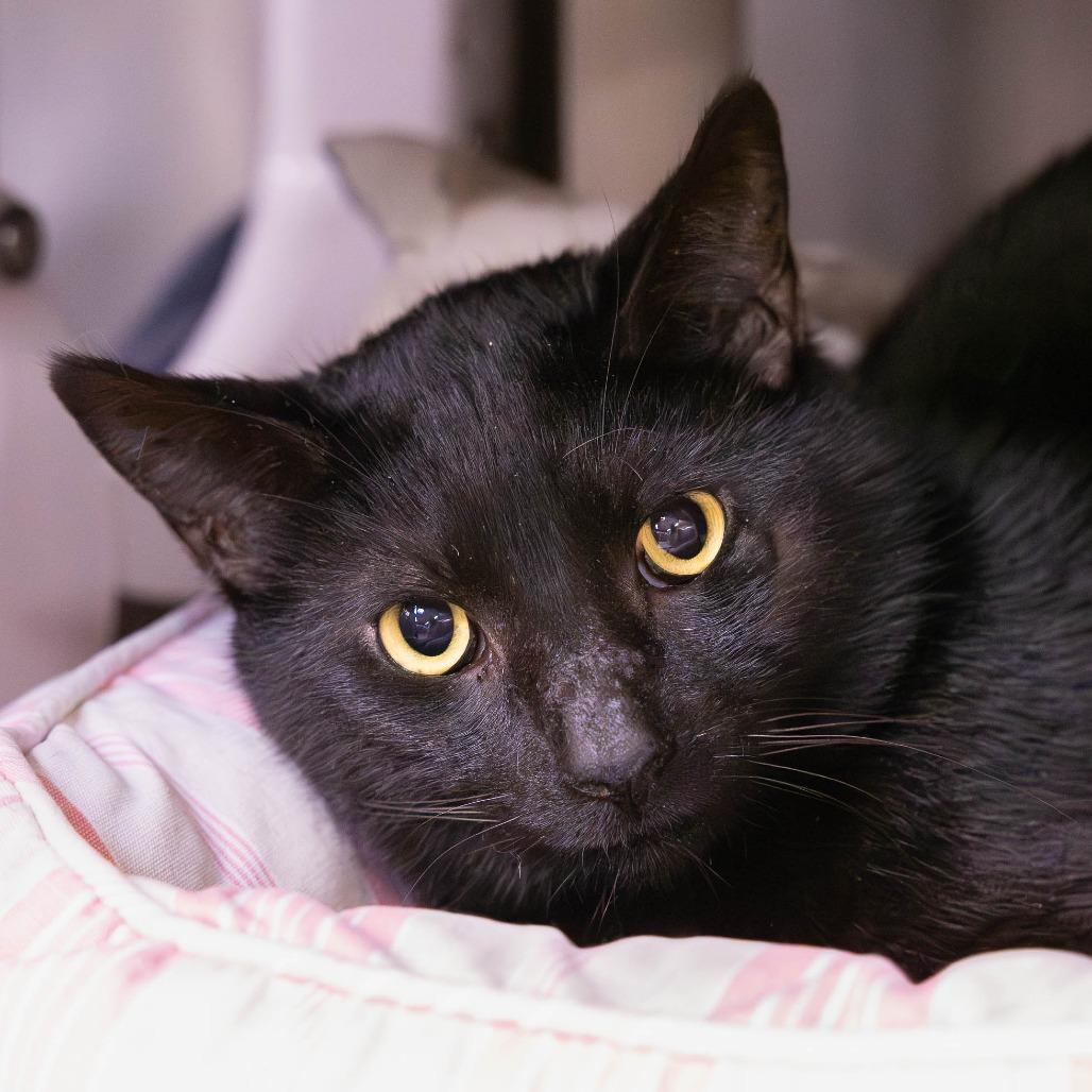 Physics, a Adoptable Domestic Short Hair in Mentor, OH image 2/2