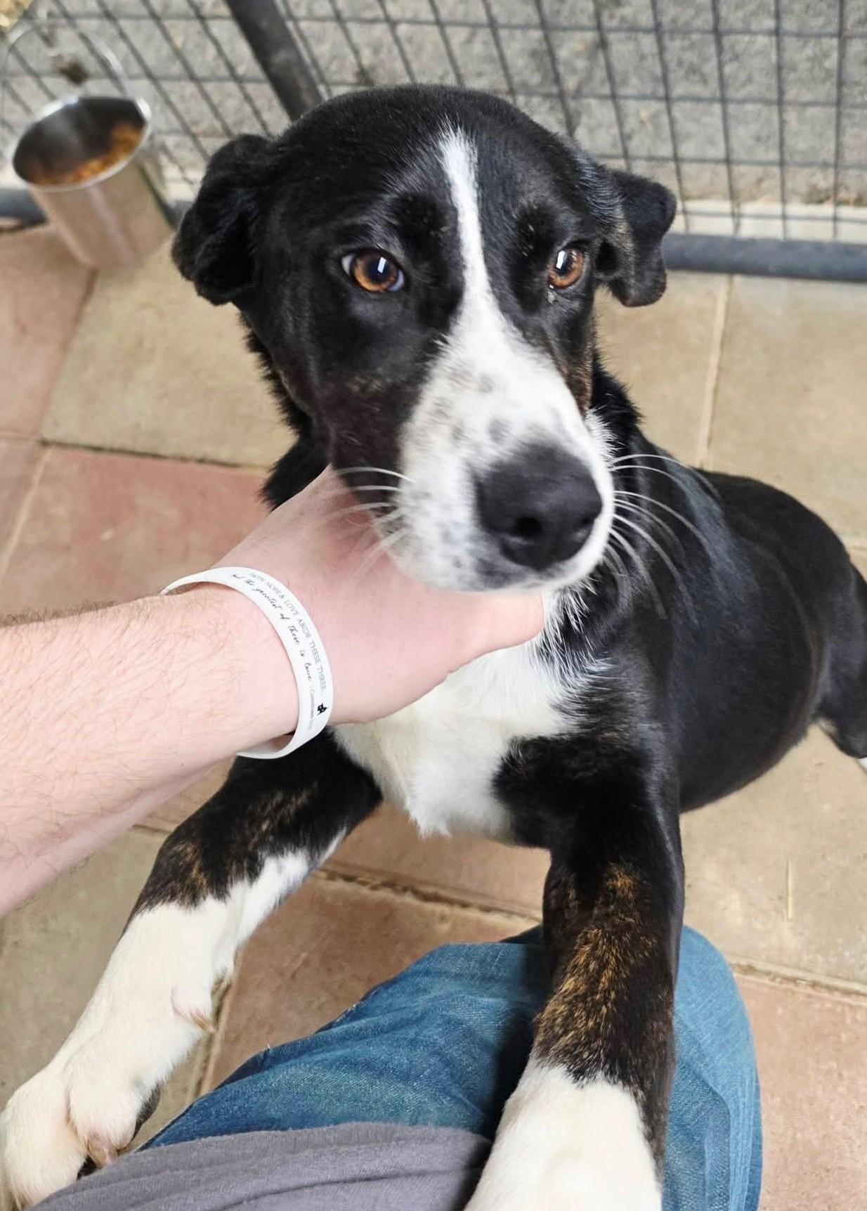 Enlarge Lacey, a Adoptable mixed breed in Clay City, KY image 3/4