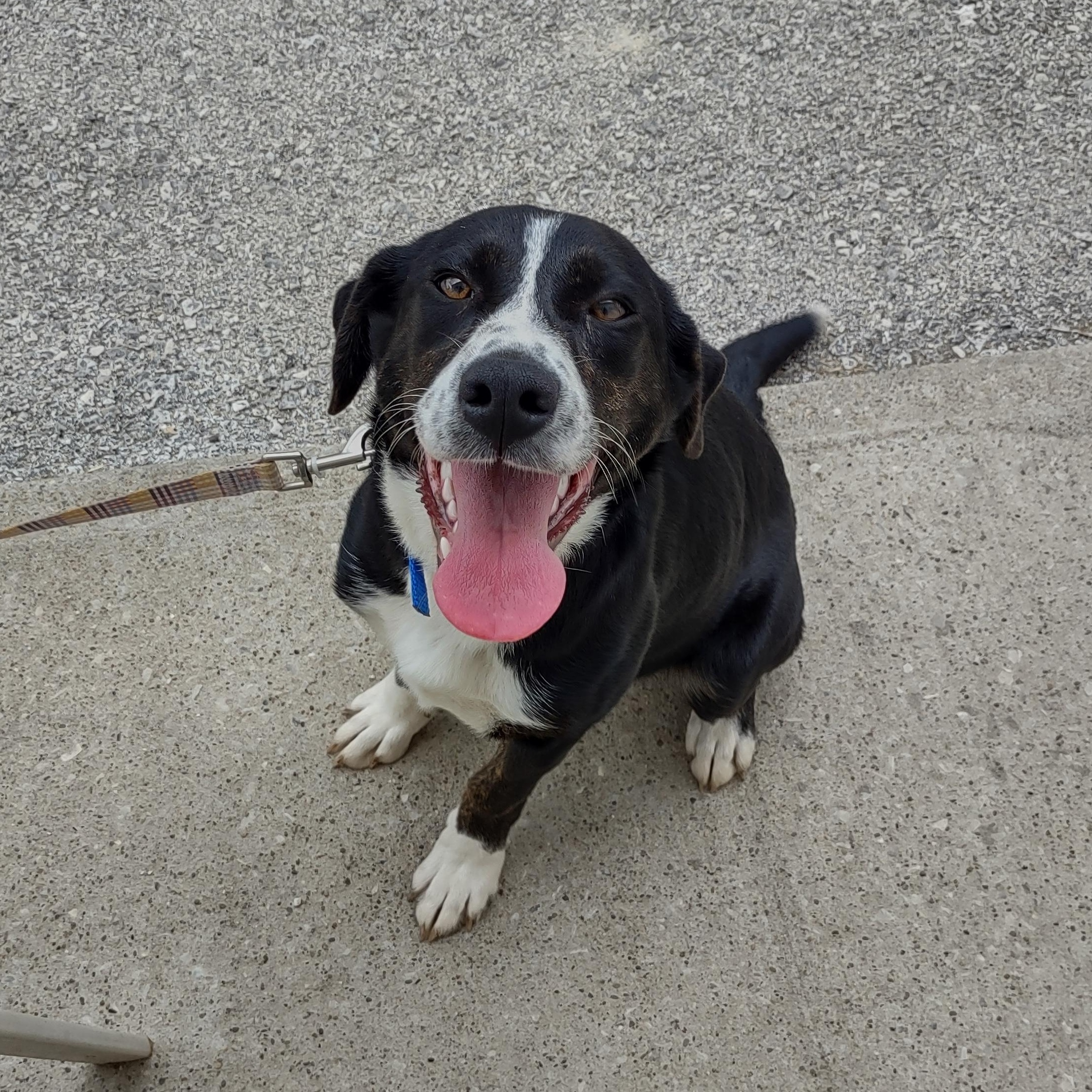 Enlarge Lacey, a Adoptable mixed breed in Clay City, KY image 1/4