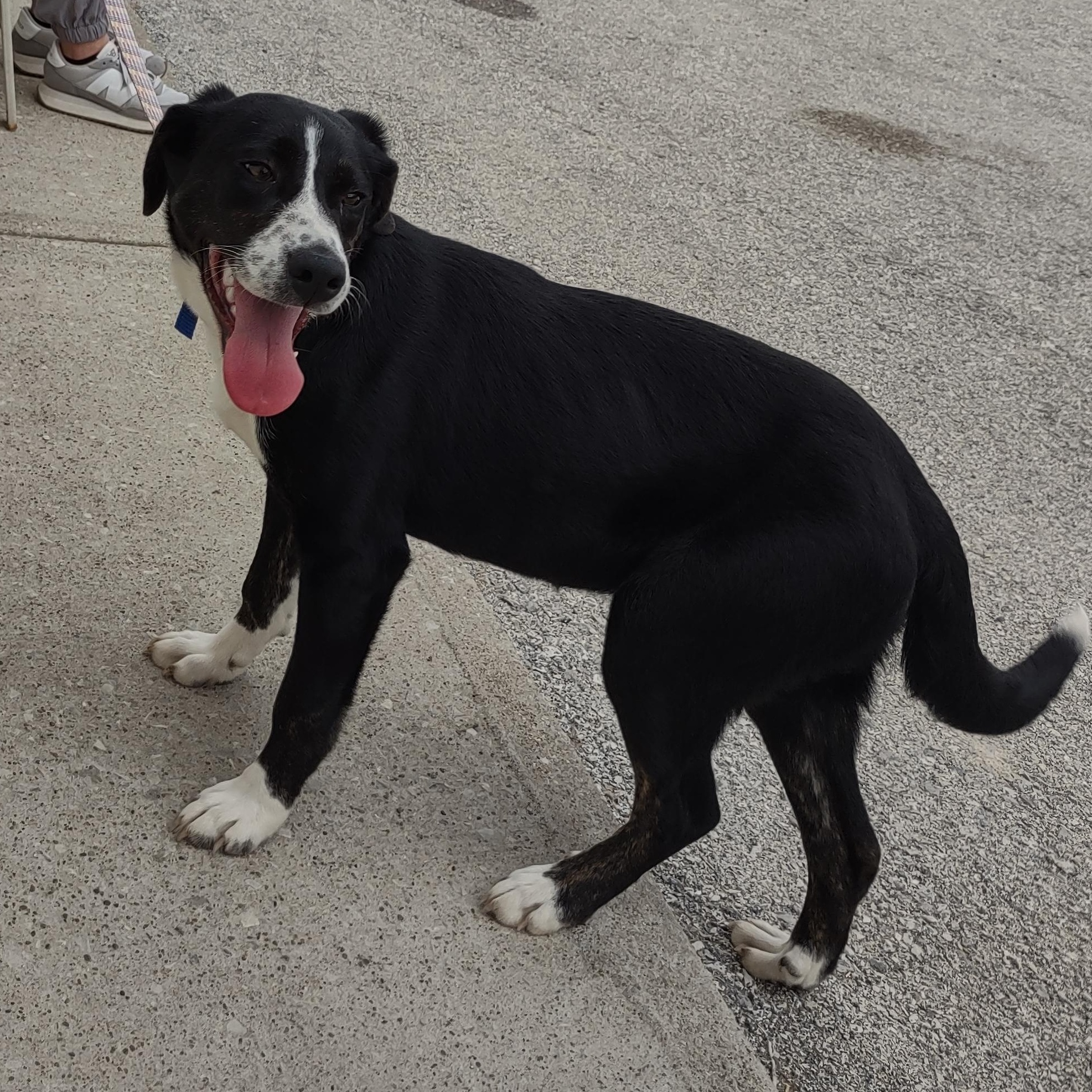 Enlarge Lacey, a Adoptable mixed breed in Clay City, KY image 2/4