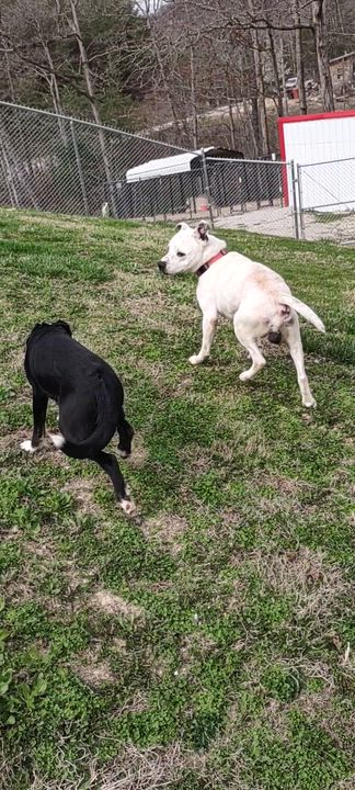 Enlarge Lacey, a Adoptable mixed breed in Clay City, KY video 4/4