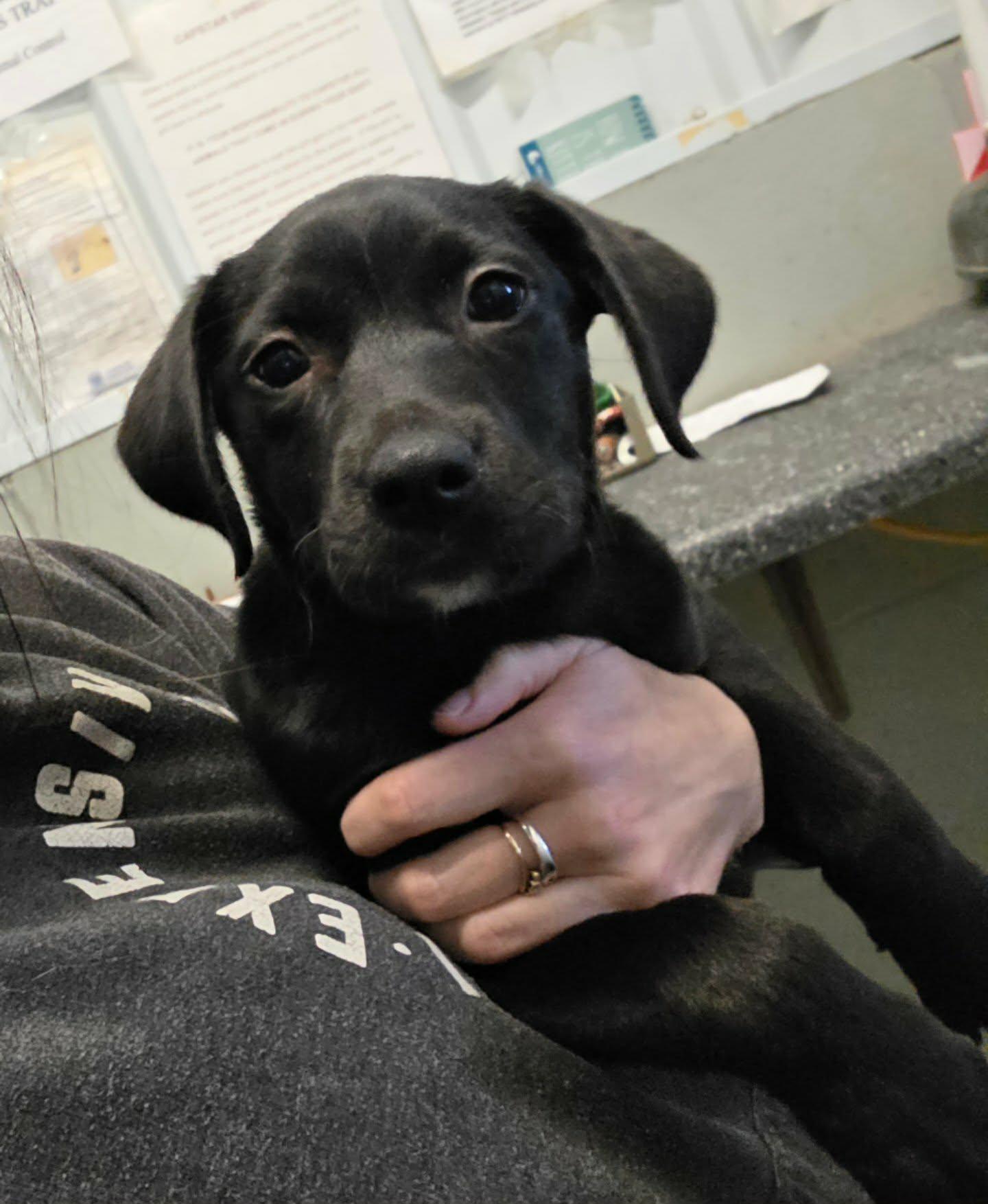 Tashi, Adopted, Young Female Black Labrador Retriever.