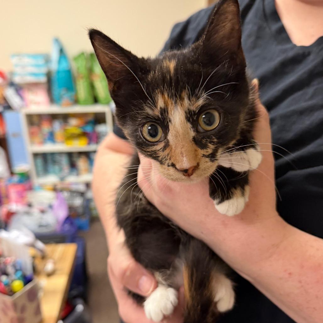 Athena F-21800, Adoptable, Kitten Female Domestic Short Hair.