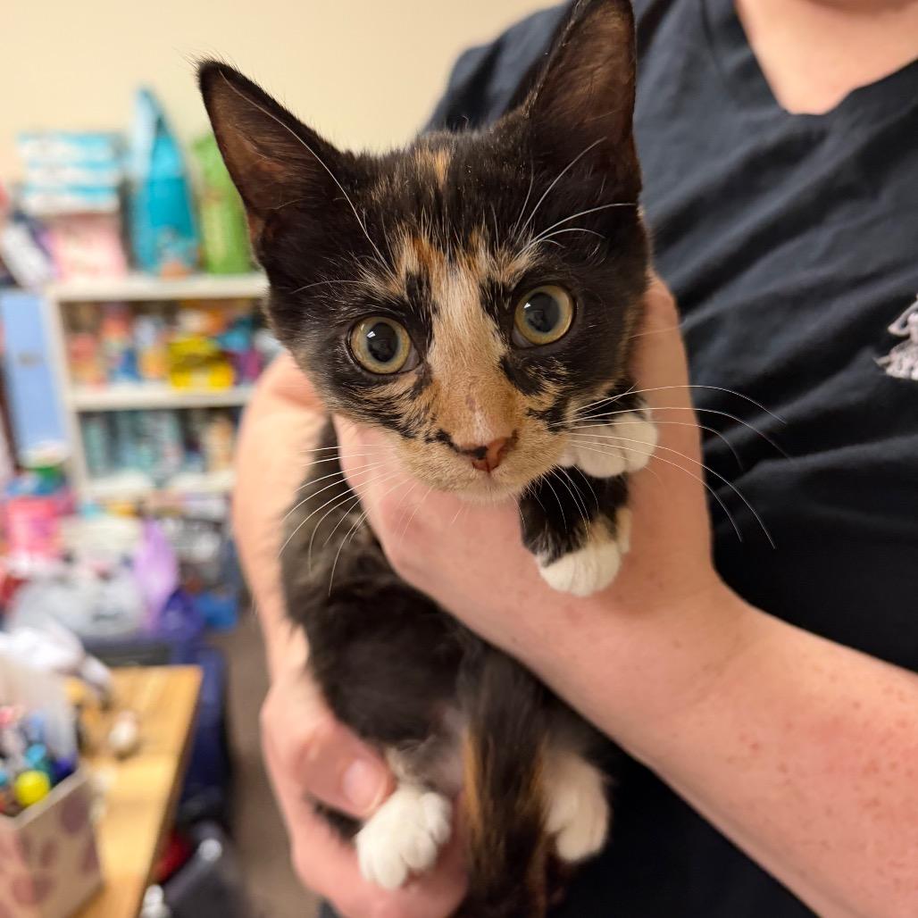 Enlarge Athena F-21800, a Adoptable Domestic Short Hair in Oklahoma City, OK image 2/4