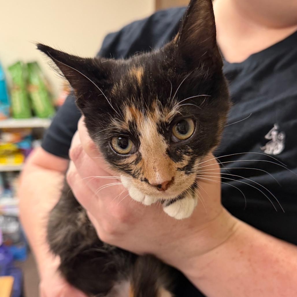 Enlarge Athena F-21800, a Adoptable Domestic Short Hair in Oklahoma City, OK image 3/4