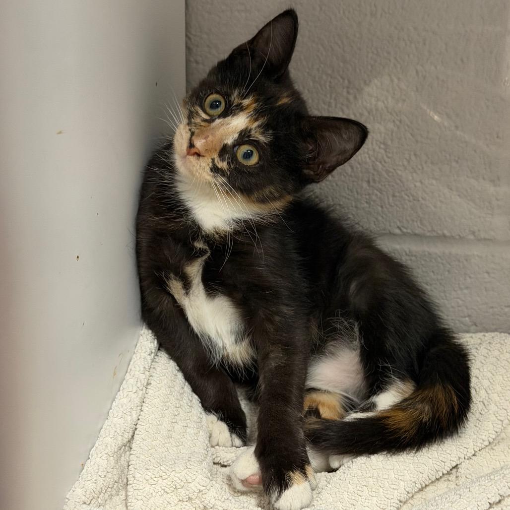 Enlarge Athena F-21800, a Adoptable Domestic Short Hair in Oklahoma City, OK image 4/4