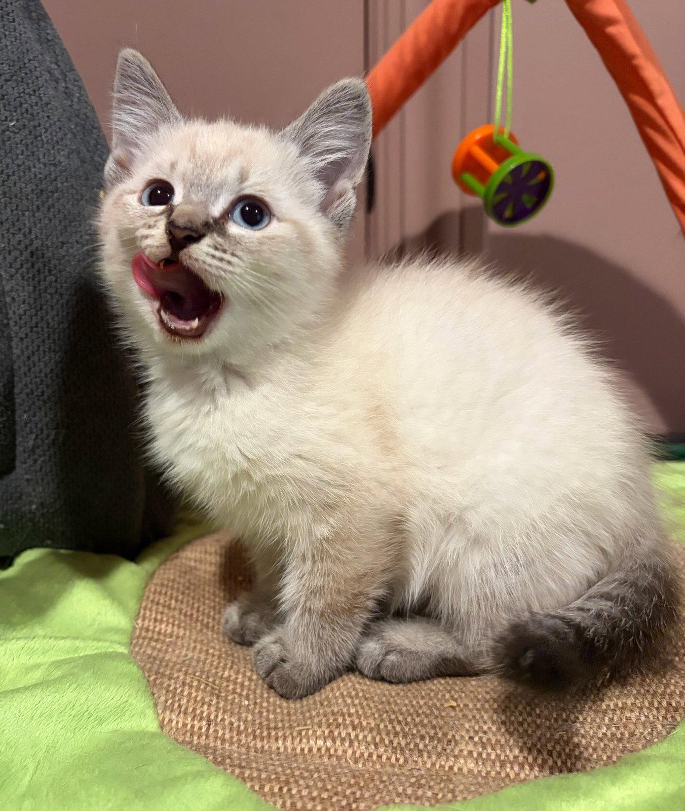 Wisp, a Adopted Domestic Short Hair in Rootstown, OH image 1/2