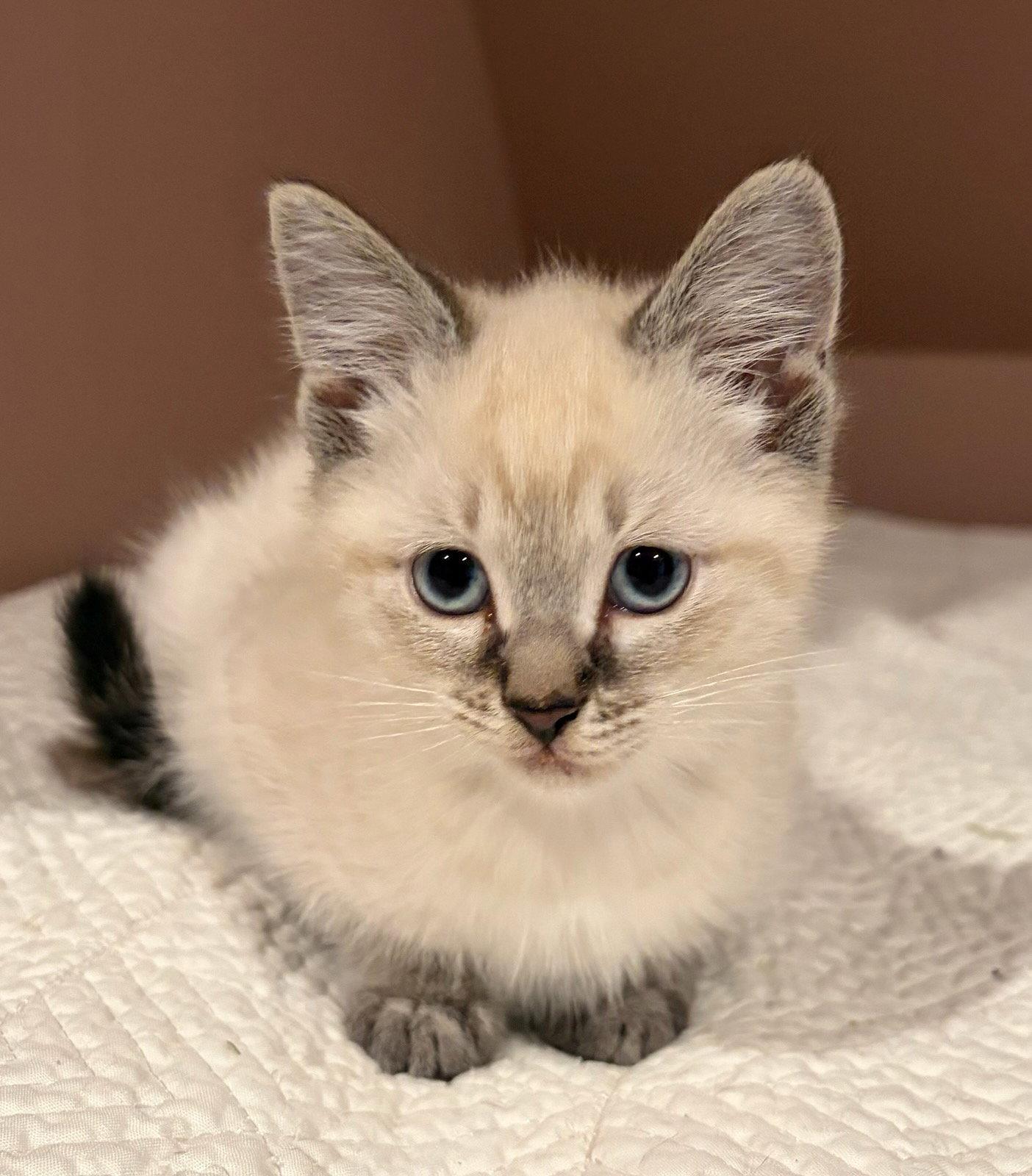 Wisp, a Adopted Domestic Short Hair in Rootstown, OH image 2/2