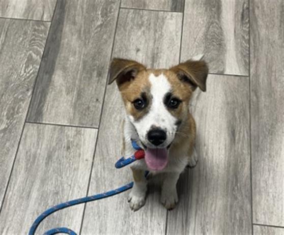 PICKLES, Adoptable, Puppy Male Terrier.