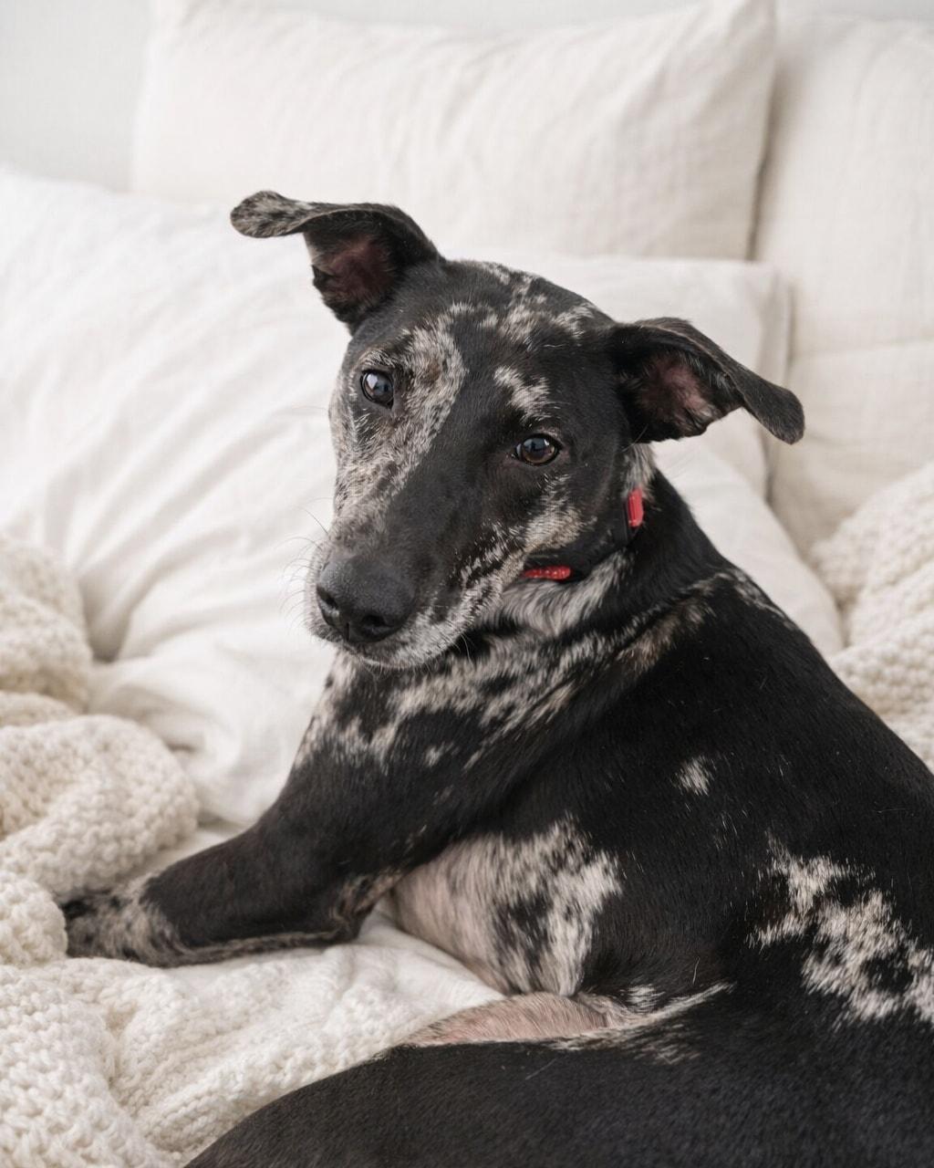 Avery, Adoptable, Adult Female Catahoula Leopard Dog & Black Labrador Retriever.