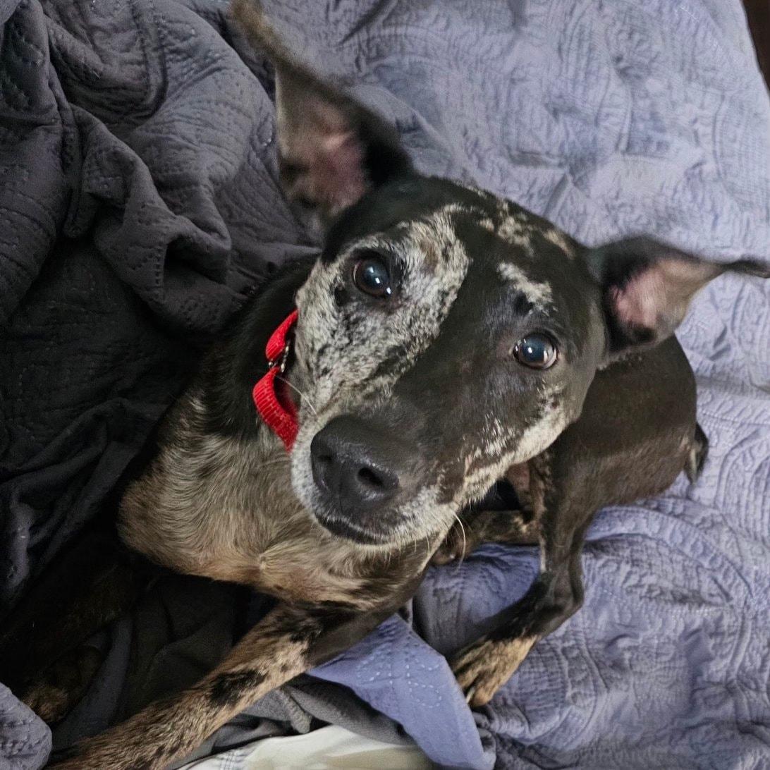 Enlarge Avery, a Adoptable mixed breed in Charlotte, NC image 3/3